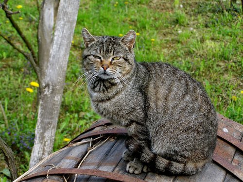 tabby kitten  cat  pets