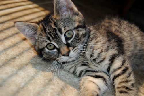 Tabby Kitten