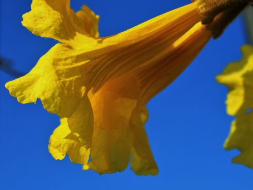 Tabebuia Flower Close