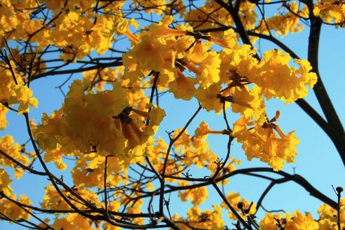 Tabebuia Flowers