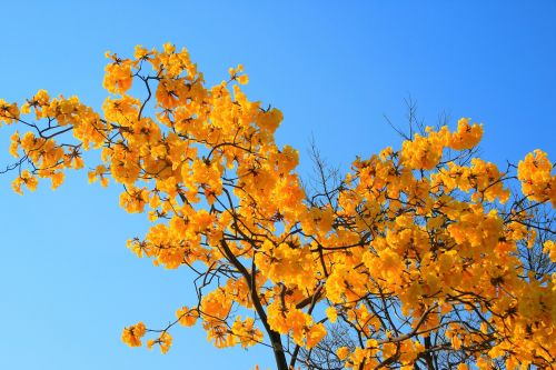 Tabebuia Tree