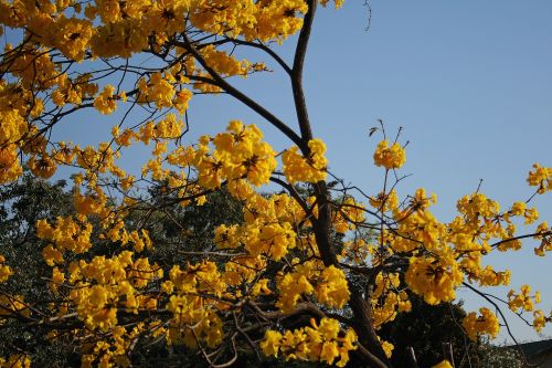 Tabebuia Tree Flowers