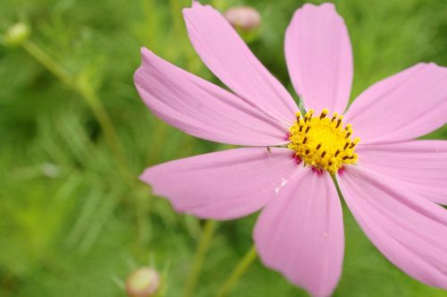 tabitha nature plants