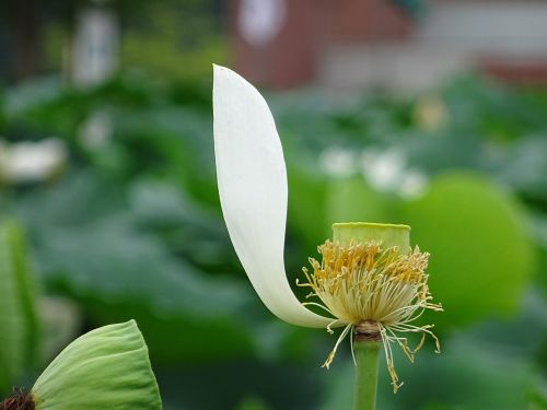 tabitha lotus one