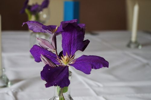 table manners flower purple