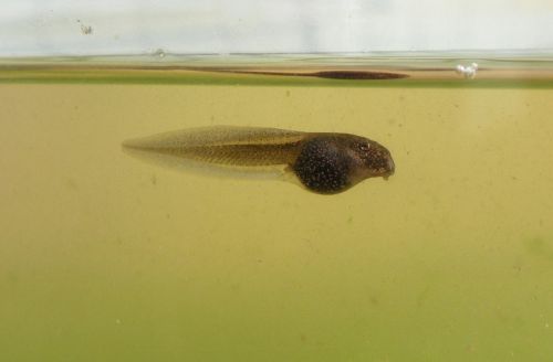 tadpole frog nature