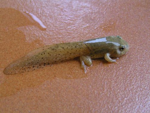 tadpole frog amphibious