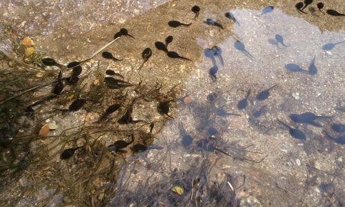 tadpole amphibian nature