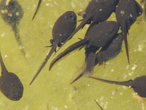 tadpoles water transformation nature