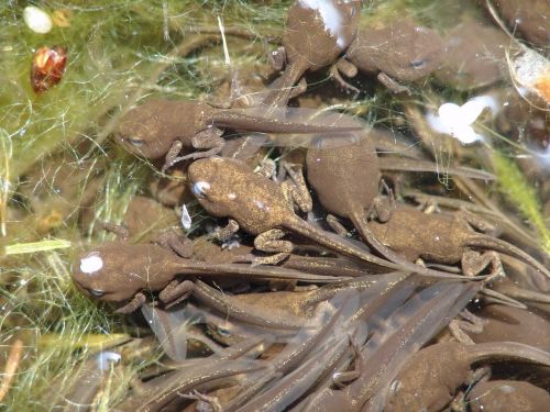 tadpoles animal frog