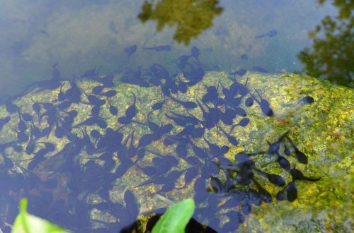 tadpoles pond water