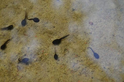tadpoles lake water