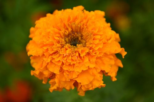 tagete marigold blossom