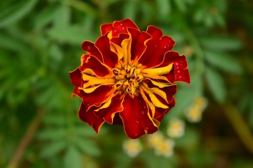 tagete marigold blossom