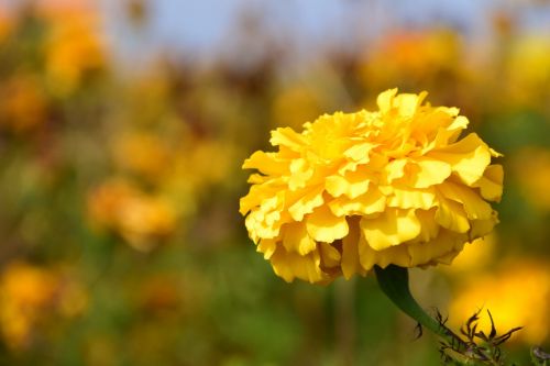 tagete marigold blossom