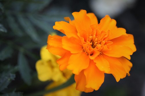 tagetes  flower  orange