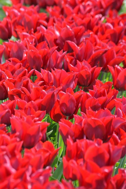 tags red tulips northwest
