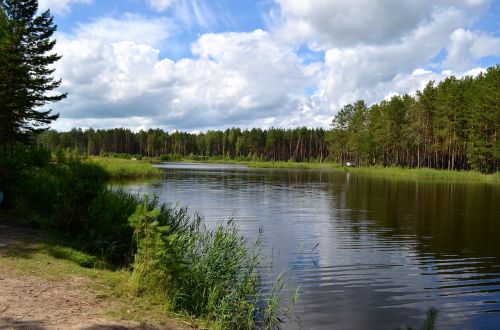 taiga forest lake