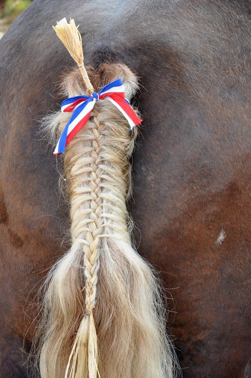 tail horse ponytail