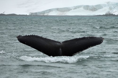 tail  whale  antarctica