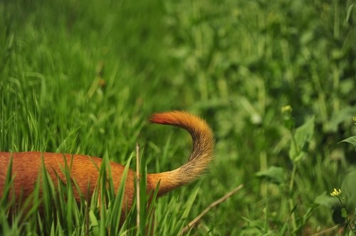 tail  green  nature