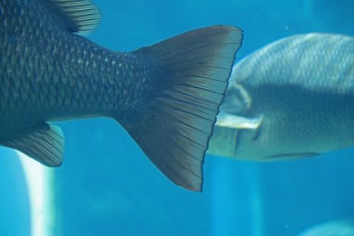 Tail Of Fish In Aquarium