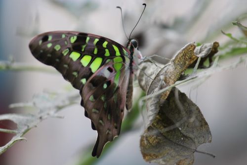 tailed jay butterfly wildlife nature