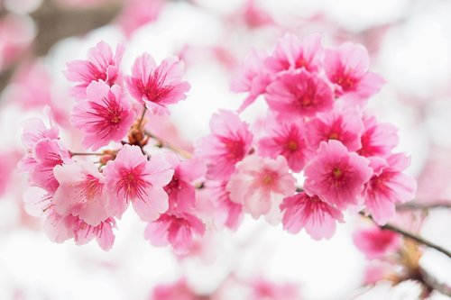 taipei  taiwan  cherry blossoms
