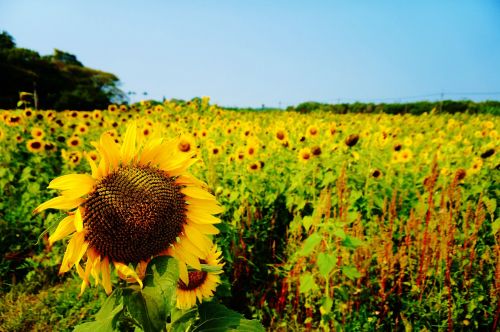 taiwan sunflower farm