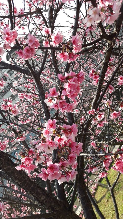 taiwan east lake cherry blossoms