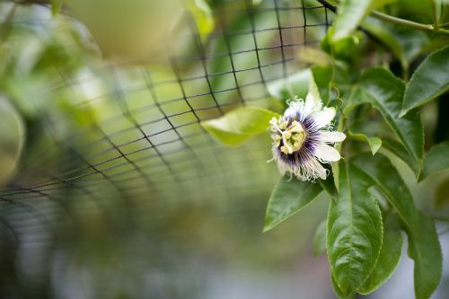 taiwan fruit flower