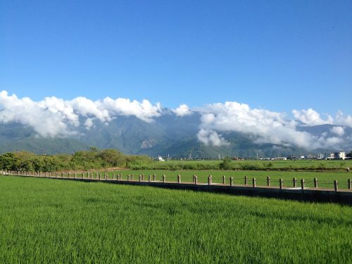 taiwan ikegami in rice field