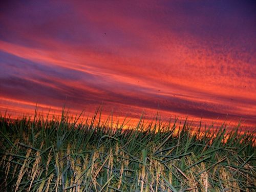 taiwan sunset in rice field