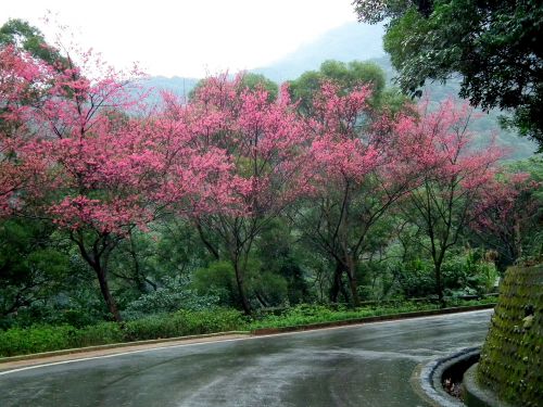 taiwan cherry blossoms landscape
