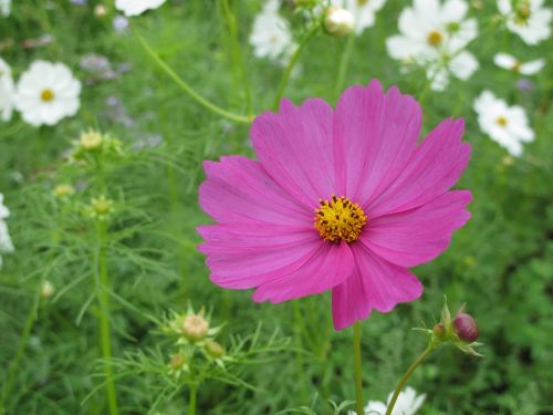 taiwan flower nature