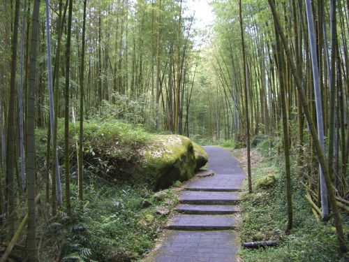 taiwan xitou bamboo forest