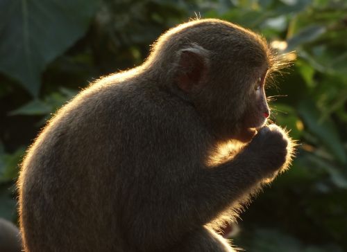 taiwan macaques shoushan macaque