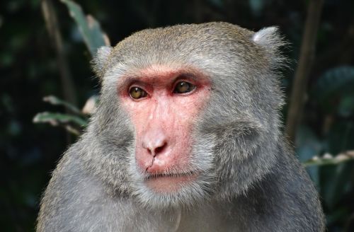 taiwan macaques shoushan macaque