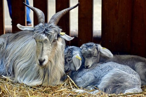 tajik wool goat goat with young ziegenkitze