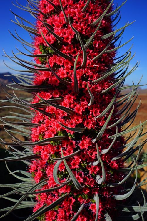 tajinaste rojo blossom bloom