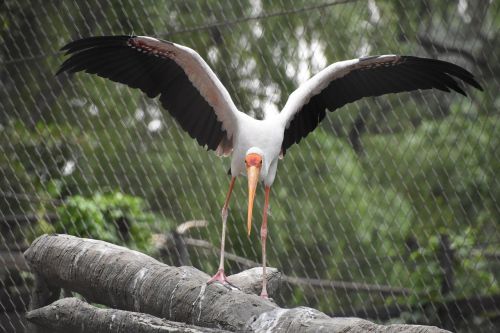 take off birds animal