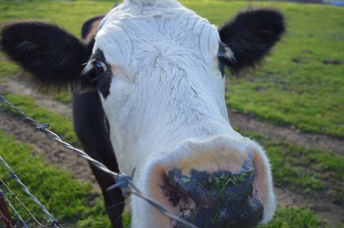 talahi cow nose