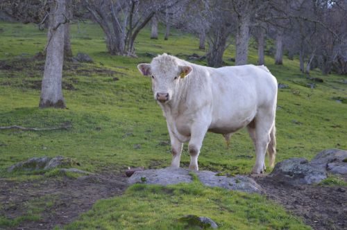 talahi bull white