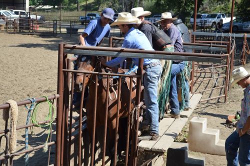 talahi bucking shoot saddle-up