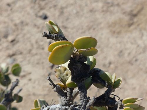 taler bush desert plant namibia