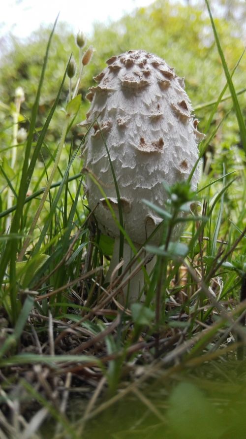 tall mushroom grass