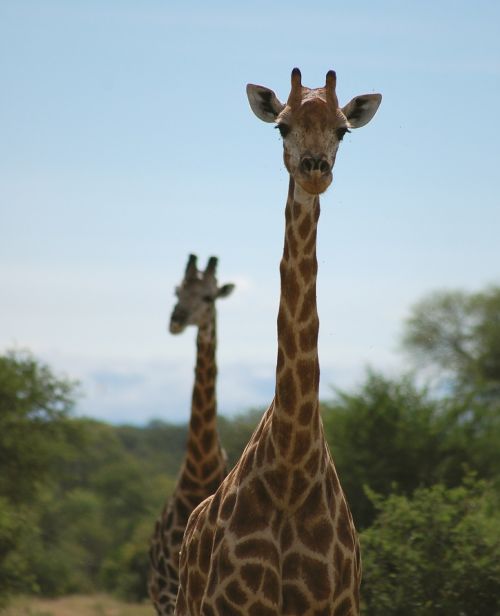 tall giraffes african