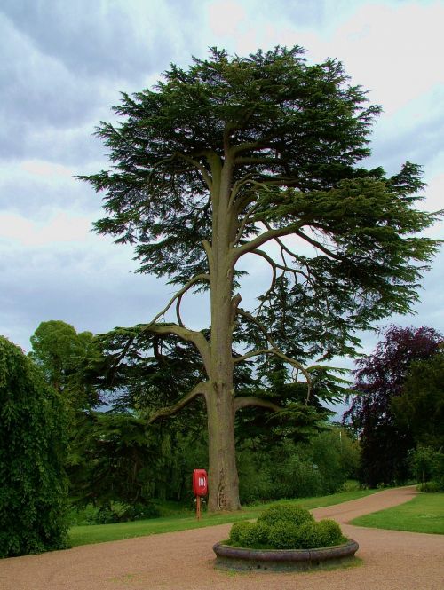 tall tree bark