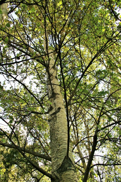 Tall Birch Tree