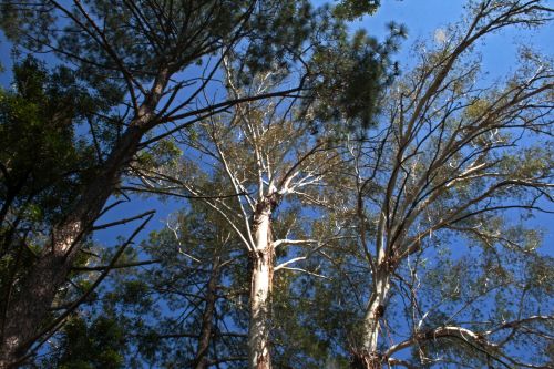 Tall Bluegum Trees